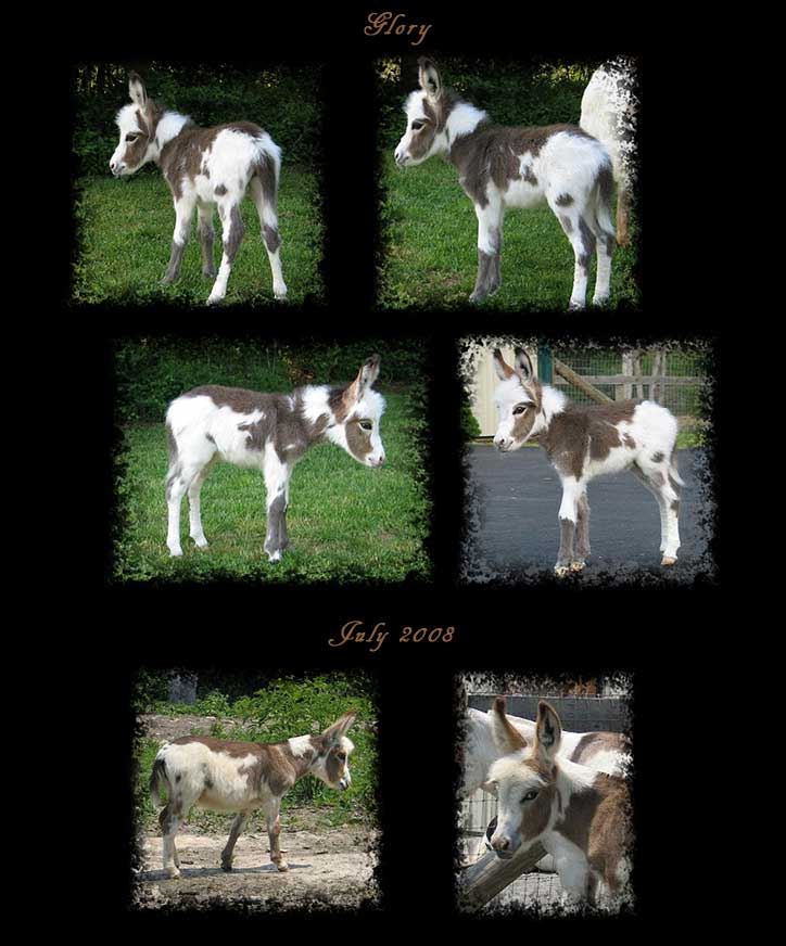 Critter Haven Farm Miniature Donkeys